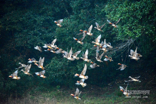 進入初冬，大批野生鴛鴦陸續(xù)飛抵江西婺源縣賦春鎮(zhèn)鴛鴦湖越冬，小精靈們在湖面上或相互依偎、卿卿我我；或隨波逐流、嬉戲打鬧，悠閑自在生活在青山綠水之間，優(yōu)良的水域和豐富的湖畔闊葉林，為鴛鴦過冬提供良好生存環(huán)境，婺源鴛鴦湖已成為亞洲最大的野生鴛鴦越冬棲息地。（攝于12月4日下午）