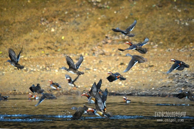 進入初冬，大批野生鴛鴦陸續(xù)飛抵江西婺源縣賦春鎮(zhèn)鴛鴦湖越冬，小精靈們在湖面上或相互依偎、卿卿我我；或隨波逐流、嬉戲打鬧，悠閑自在生活在青山綠水之間，優(yōu)良的水域和豐富的湖畔闊葉林，為鴛鴦過冬提供良好生存環(huán)境，婺源鴛鴦湖已成為亞洲最大的野生鴛鴦越冬棲息地。（攝于12月4日下午）