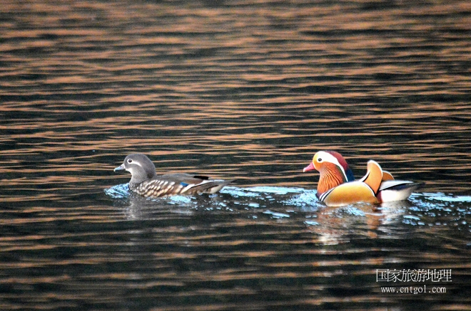 進入初冬，大批野生鴛鴦陸續(xù)飛抵江西婺源縣賦春鎮(zhèn)鴛鴦湖越冬，小精靈們在湖面上或相互依偎、卿卿我我；或隨波逐流、嬉戲打鬧，悠閑自在生活在青山綠水之間，優(yōu)良的水域和豐富的湖畔闊葉林，為鴛鴦過冬提供良好生存環(huán)境，婺源鴛鴦湖已成為亞洲最大的野生鴛鴦越冬棲息地。（攝于12月4日下午）
